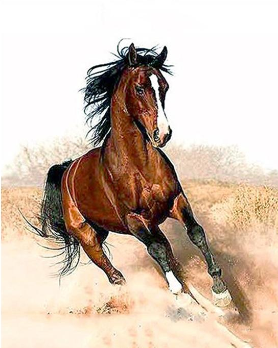 Brown Horse Paint by Numbers